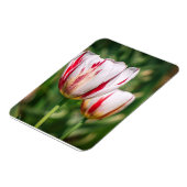 Tulpen Delight Magneet (Linkerzijde)
