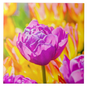 Tulpen die 12 kantelen tegeltje