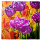 Tulpen die 12a kantelen tegeltje (Voorkant)