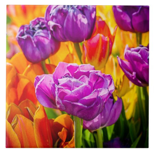 Tulpen die 12a kantelen tegeltje (Voorkant)