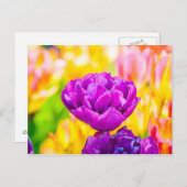 Tulpen die 15 kantelen briefkaart (Voorkant / Achterkant)
