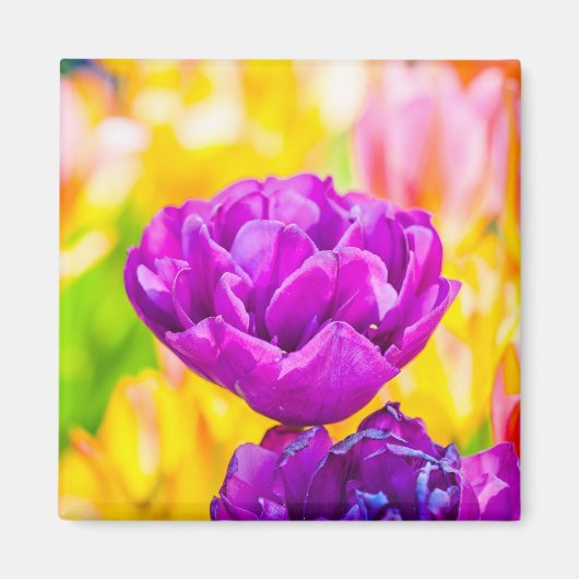 Tulpen die 15 kantelen magneet (Voorkant)