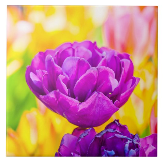 Tulpen die 15 kantelen tegeltje (Voorkant)