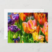 Tulpen die 17 kantelen briefkaart (Voorkant / Achterkant)