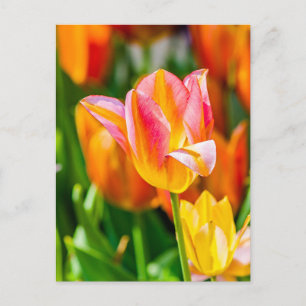 Tulpen die 17 kantelen briefkaart
