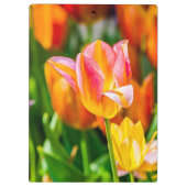 Tulpen die 17 kantelen klembord (Achterkant)