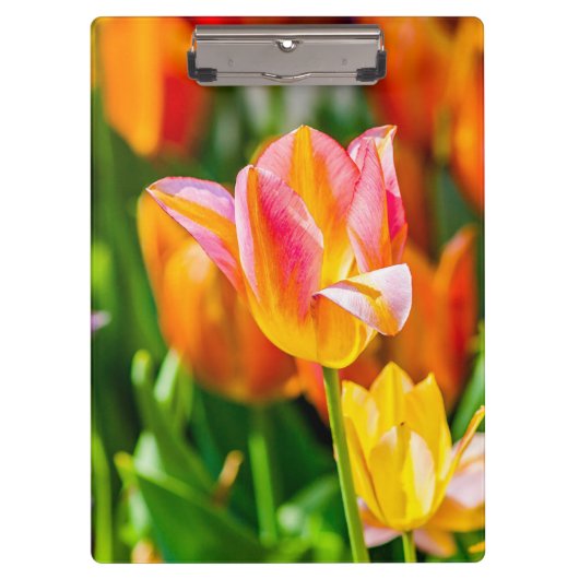 Tulpen die 17 kantelen klembord (Voorkant)