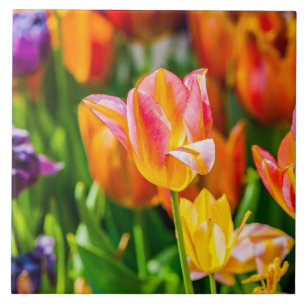 Tulpen die 17 kantelen tegeltje