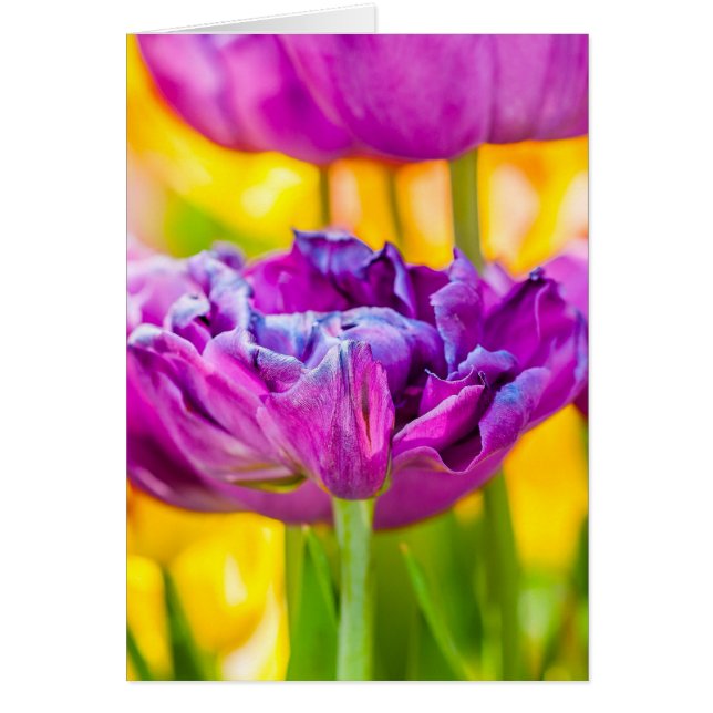 Tulpen die donkerroze betoveren (Voorkant)