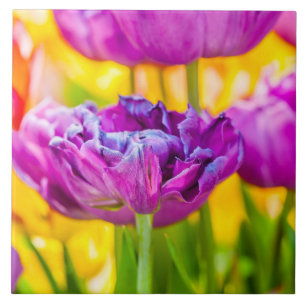 Tulpen die donkerroze betoveren tegeltje