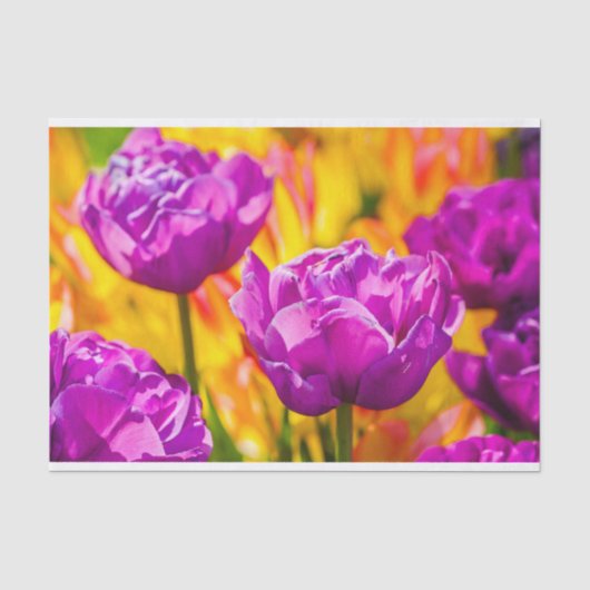 Tulpen die geweld betoveren tissuepapier (Voorkant)