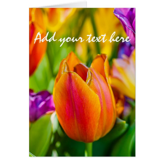 Tulpen die kantelen (Voorkant)