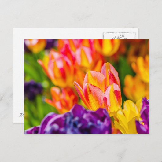 Tulpen die kantelen briefkaart (Voorkant / Achterkant)