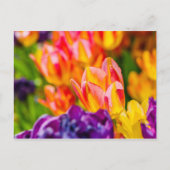 Tulpen die kantelen briefkaart (Voorkant)