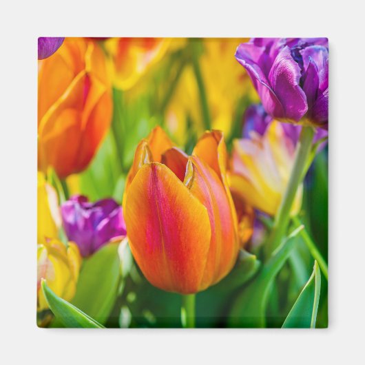Tulpen die kantelen magneet (Voorkant)