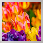 Tulpen die kantelen poster (Voorkant)