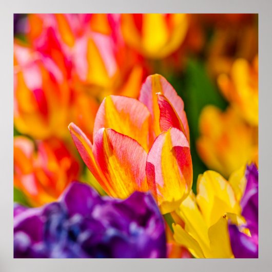 Tulpen die kantelen poster (Voorkant)