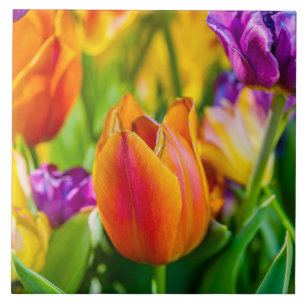 Tulpen die kantelen tegeltje