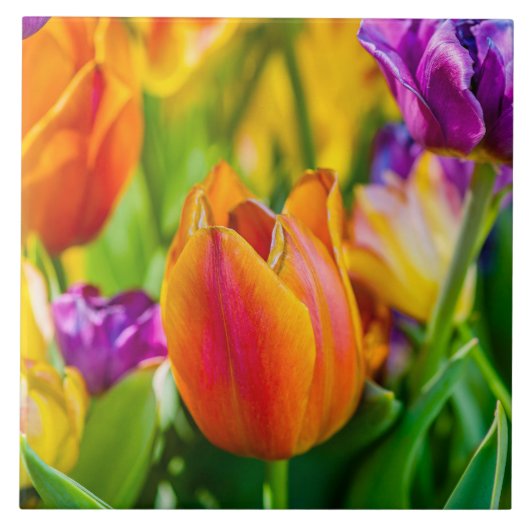 Tulpen die kantelen tegeltje (Voorkant)