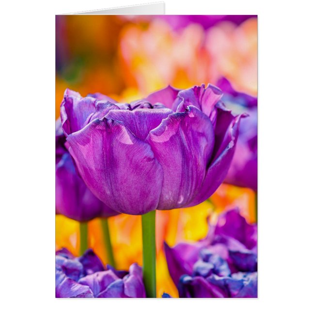 Tulpen die Paars uitzenden (Voorkant)