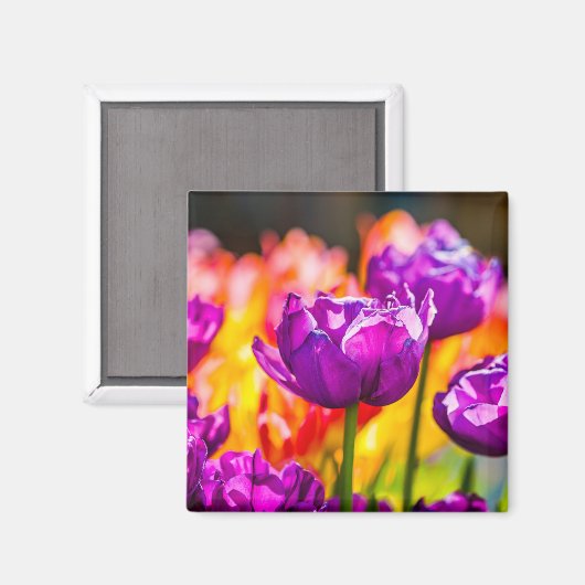 Tulpen die Paars uitzenden Magneet (Voorkant / Achterkant)