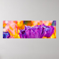 Tulpen die Paars uitzenden