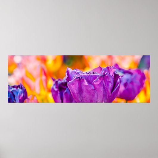 Tulpen die Paars uitzenden Poster (Voorkant)