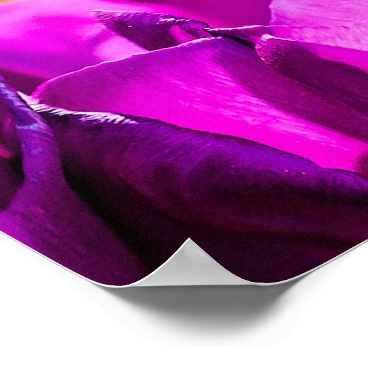 Tulpen die Paars uitzenden Poster (Hoek)