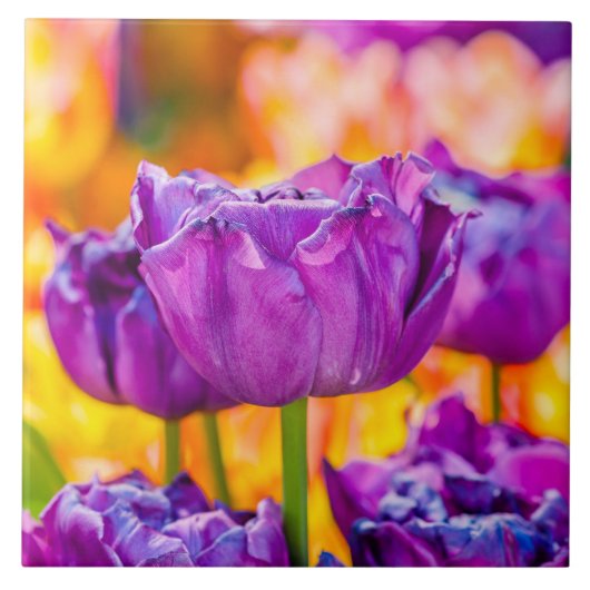 Tulpen die Paars uitzenden Tegeltje (Voorkant)