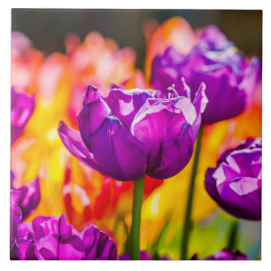 Tulpen die Paars uitzenden Tegeltje