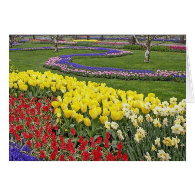 Tulpen, druifhyacint en narcissen, (Voorkant Horizontaal)