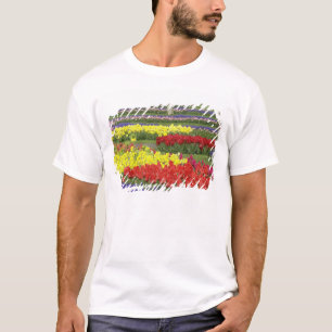 Tulpen, druifhyacint en narcissen, 2 t-shirt