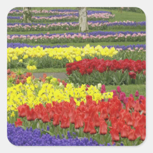 Tulpen, druifhyacint en narcissen, 2 vierkante sticker