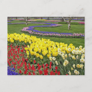 Tulpen, druifhyacint en narcissen, briefkaart