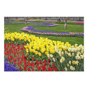Tulpen, druifhyacint en narcissen, foto afdruk