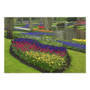 Tulpen, druifhyacint en narcissen, foto afdruk