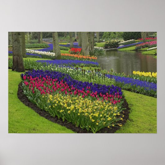 Tulpen, druifhyacint en narcissen, poster (Voorkant)