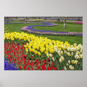 Tulpen, druifhyacint en narcissen, poster