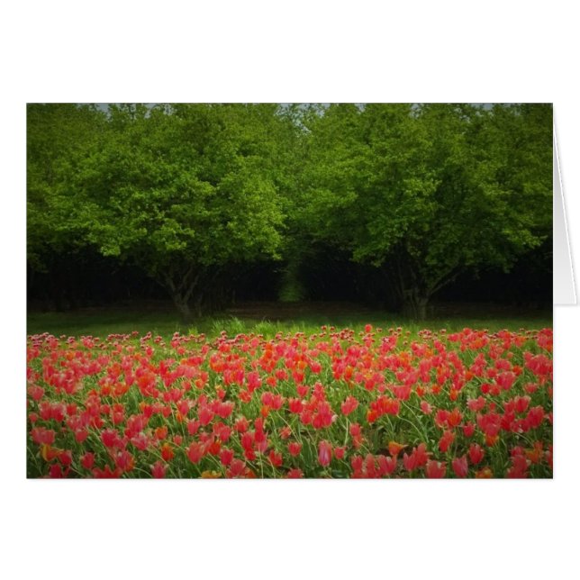 Tulpen en bomen (Voorkant Horizontaal)