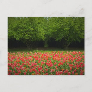 Tulpen en bomen briefkaart