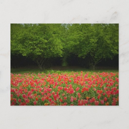 Tulpen en bomen briefkaart (Voorkant)