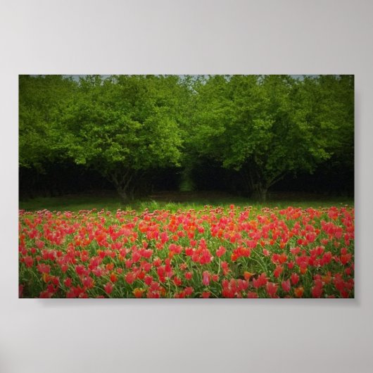 Tulpen en bomen poster (Voorkant)