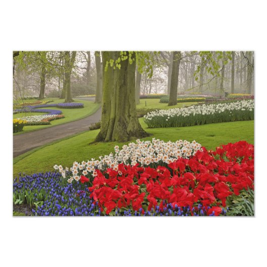 Tulpen en daffodils, Keukenhof Gardens Foto Afdruk (Voorkant)