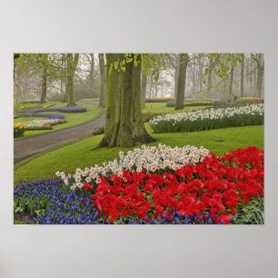 Tulpen en daffodils, Keukenhof Gardens Poster