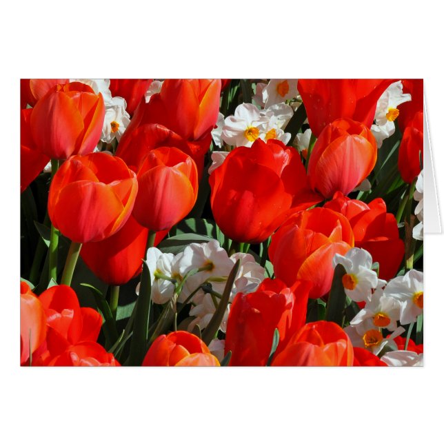  tulpen en daffodis (Voorkant Horizontaal)