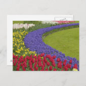 Tulpen en grafiethyacinth en daffodiltuin; briefkaart (Voorkant / Achterkant)
