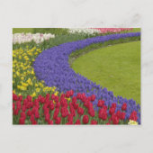 Tulpen en grafiethyacinth en daffodiltuin; briefkaart (Voorkant)