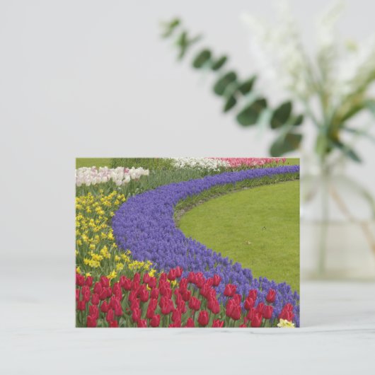 Tulpen en grafiethyacinth en daffodiltuin; briefkaart (Staand voorkant)