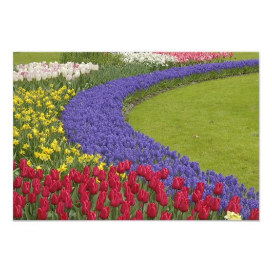 Tulpen en grafiethyacinth en daffodiltuin; foto afdruk (Voorkant)