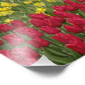 Tulpen en grafiethyacinth en daffodiltuin; foto afdruk (Hoek)